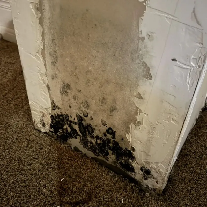 Professional Mold Removal in South Elgin, IL